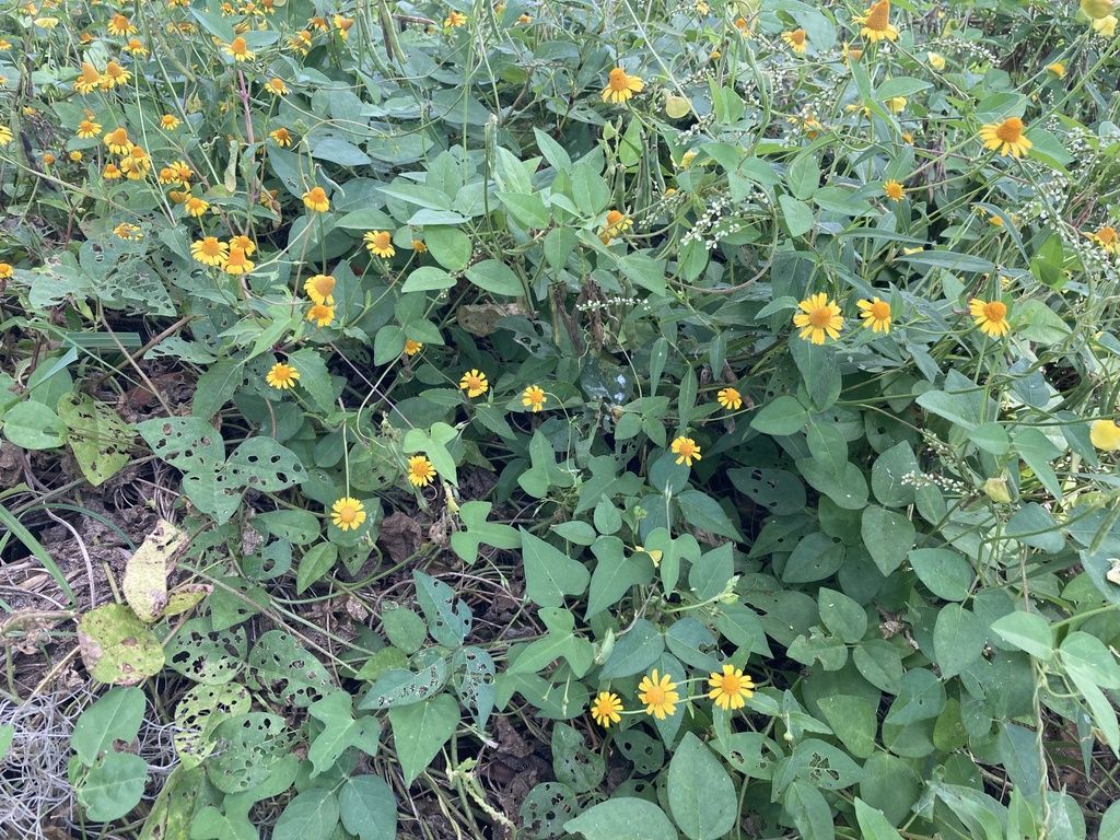 Oppositeleaf spotflower (Acmella repens)