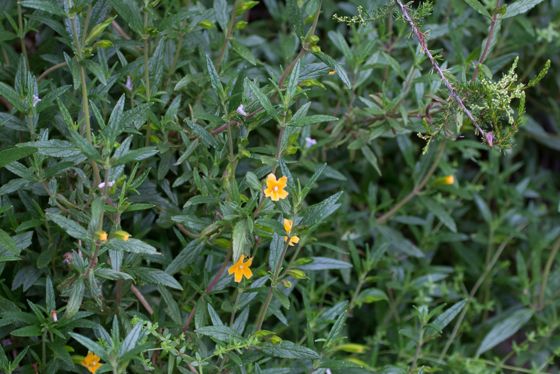 Orange bush monkeyflower (Diplacus aurantiacus)