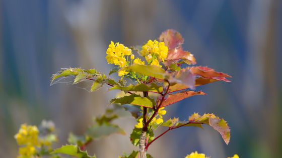 Oregon grape (Berberis aquifolium)