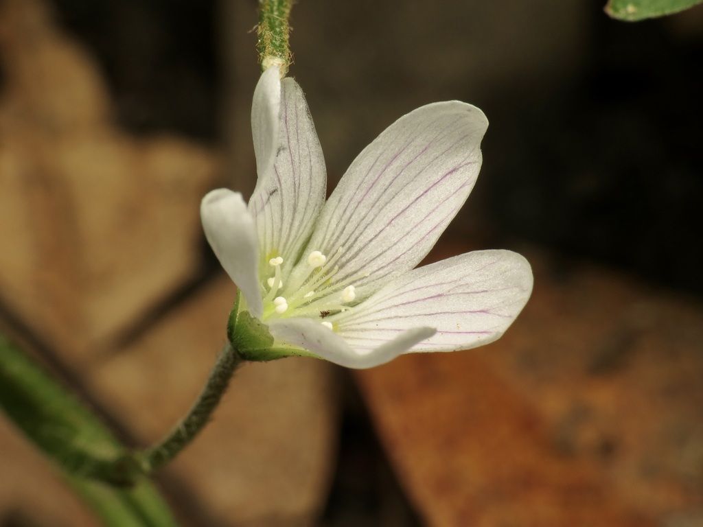 Oregon woodsorrel (Oxalis oregana)