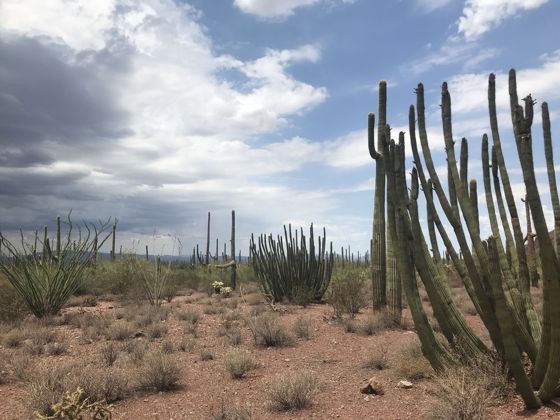 Organ pipe cactus (Stenocereus thurberi)