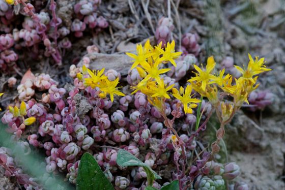 Orpine stonecrop (Sedum debile)