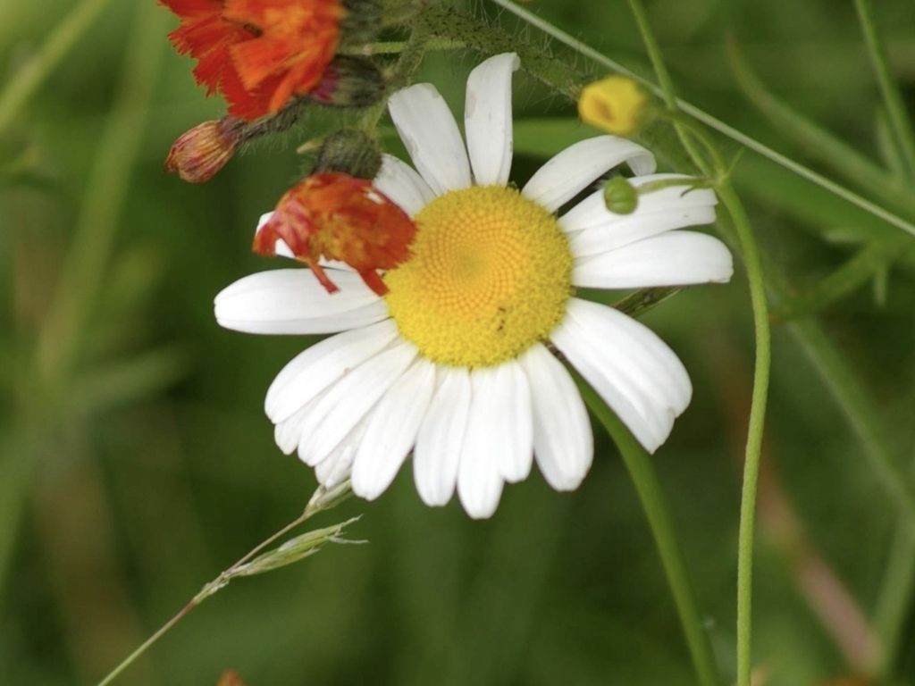 Oxeye daisy (Leucanthemum vulgare)