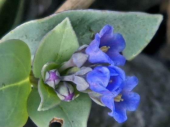 Oysterplant (Mertensia maritima)