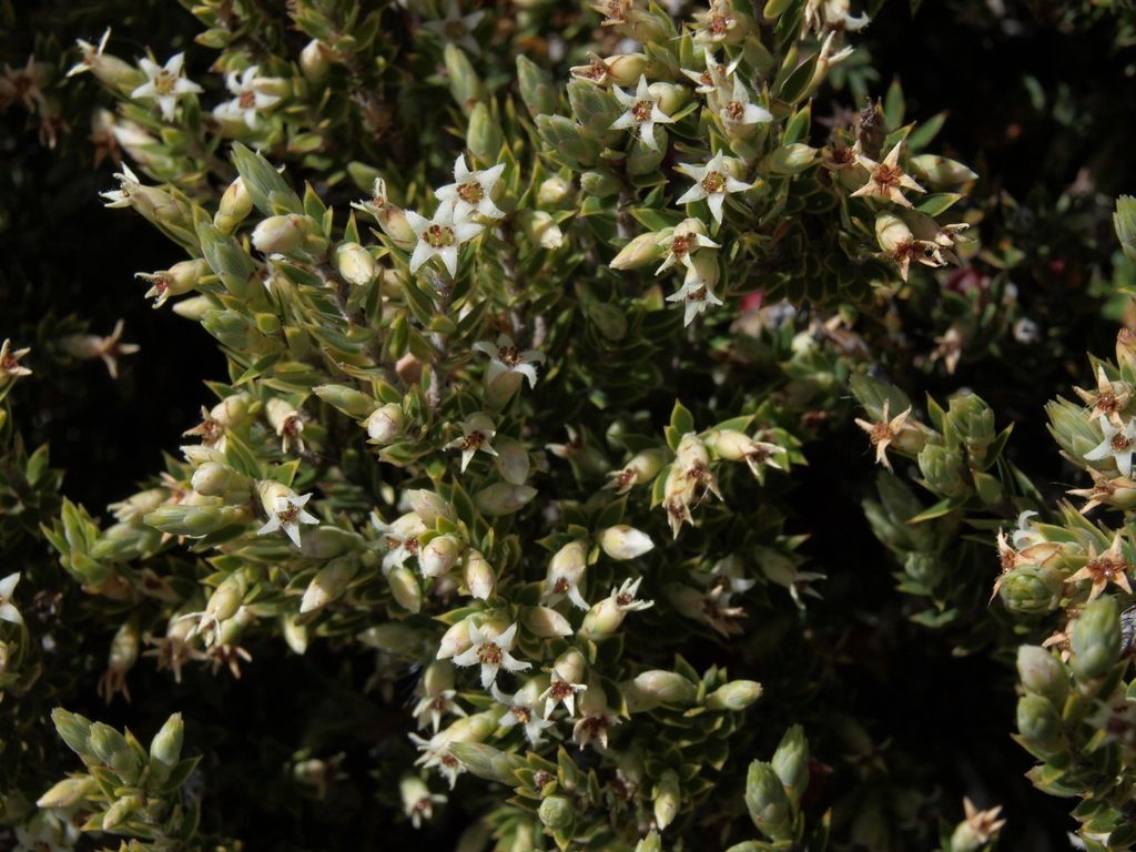 Pūkiawe (Leptecophylla tameiameiae)
