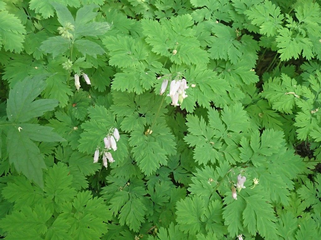 Pacific bleeding heart (Dicentra formosa)