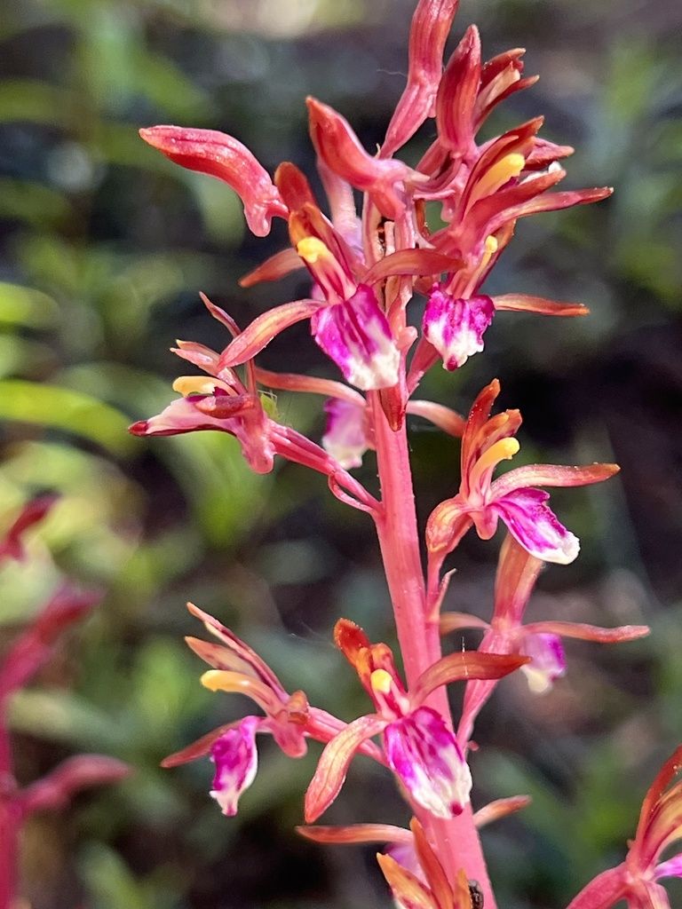 Pacific coralroot (Corallorhiza mertensiana)