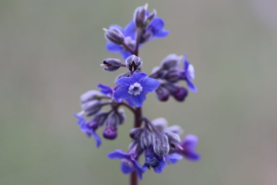 Pacific hound's tongue (Adelinia grandis)