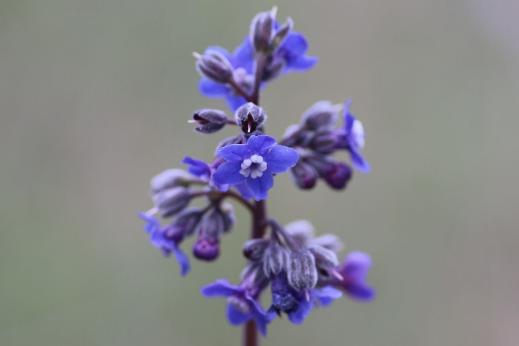 Pacific hound's tongue (Adelinia grandis)
