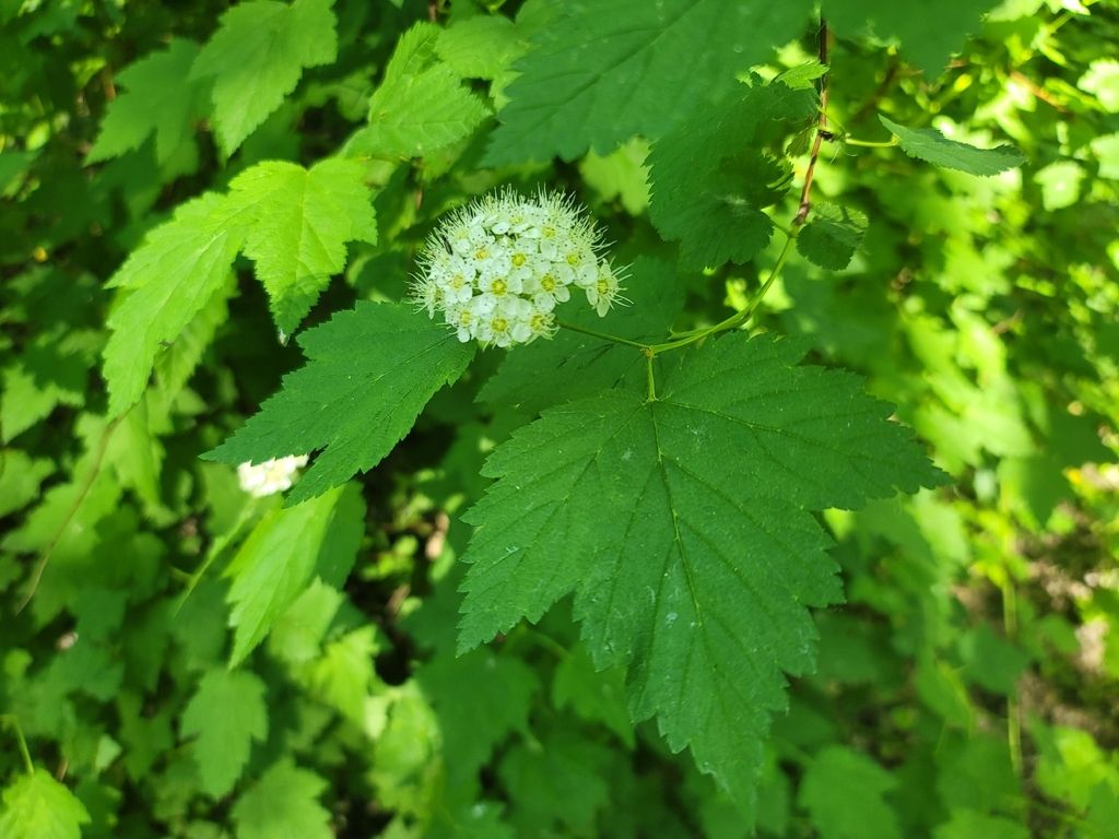 Pacific ninebark (Physocarpus capitatus)