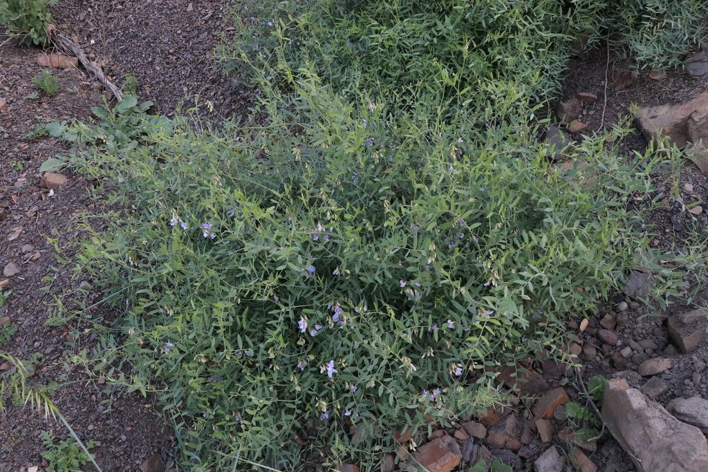 Pacific pea (Lathyrus vestitus)