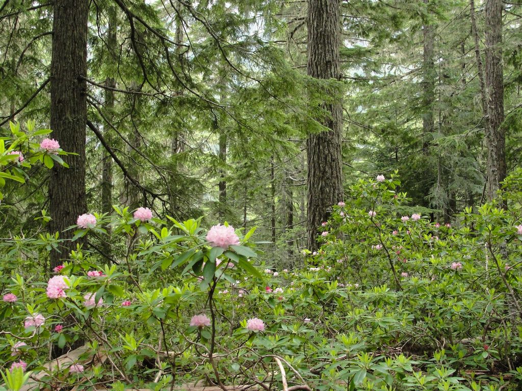 Pacific rhododendron (Rhododendron macrophyllum)