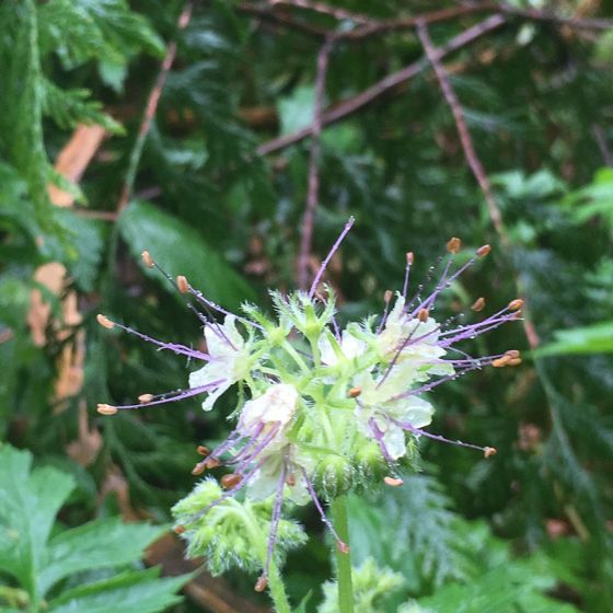 Pacific waterleaf (Hydrophyllum tenuipes)