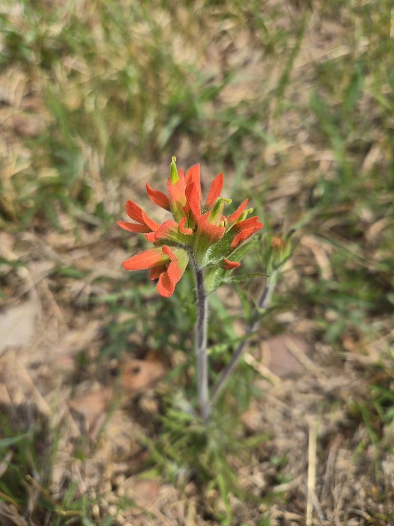 Painted-cup paintbrush (Castilleja coccinea)
