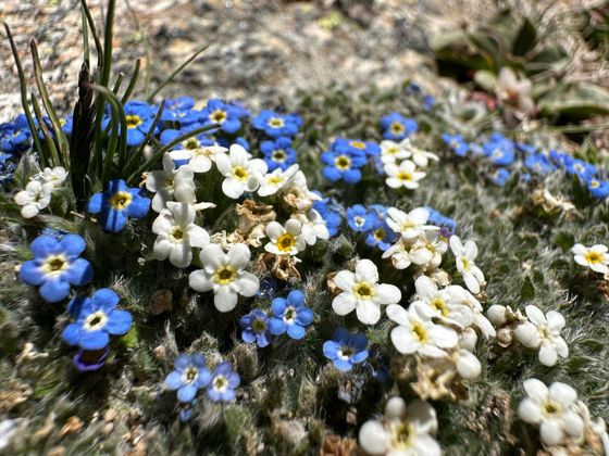 Pale alpine forget-me-not (Eritrichium argenteum)