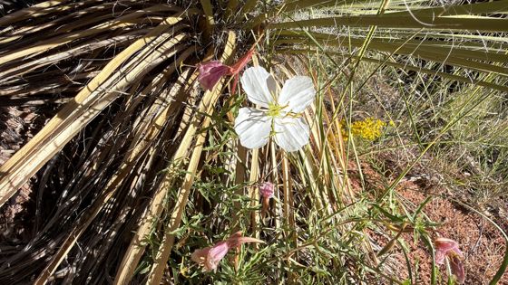 Pale evening primrose (Oenothera pallida)