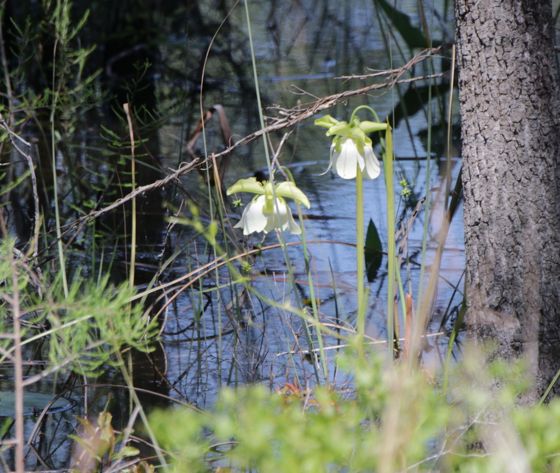 Pale pitcher plant (Sarracenia alata)