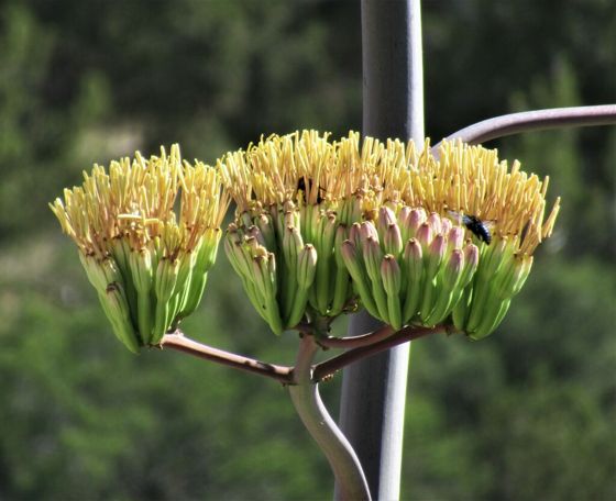 Palmer's agave (Agave palmeri)