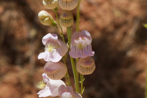 Palmer's penstemon (Penstemon palmeri)