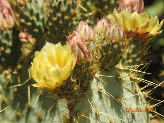 Pancake pricklypear (Opuntia chlorotica)