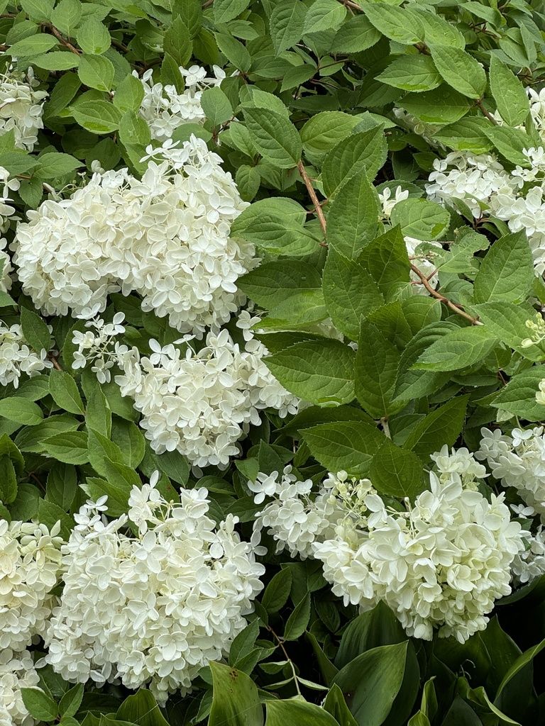 Panicle hydrangea (Hydrangea paniculata)