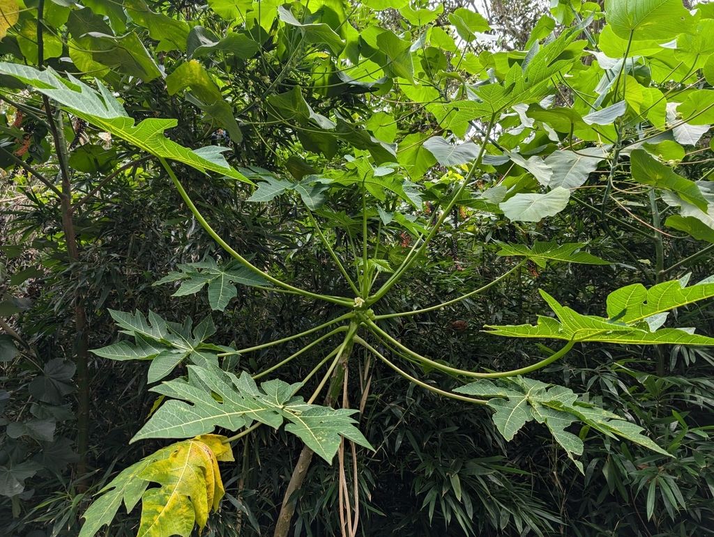 Papaya (Carica papaya)