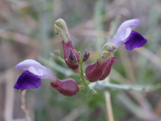 Paperbag bush (Scutellaria mexicana)