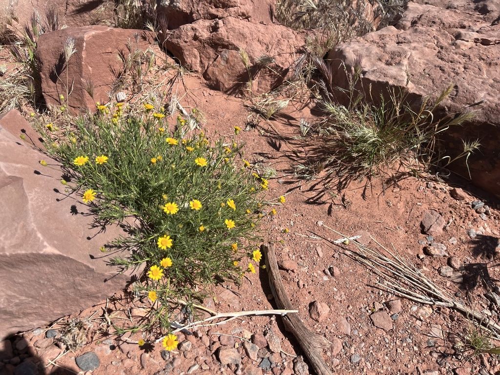 Parralena (Thymophylla pentachaeta)