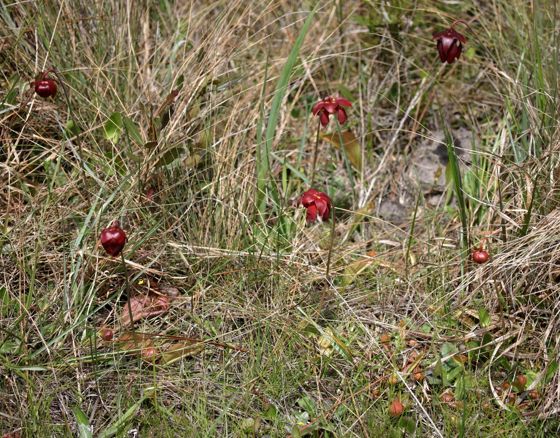 Parrot pitcher plant (Sarracenia psittacina)
