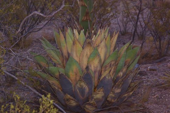 Parry's agave (Agave parryi)