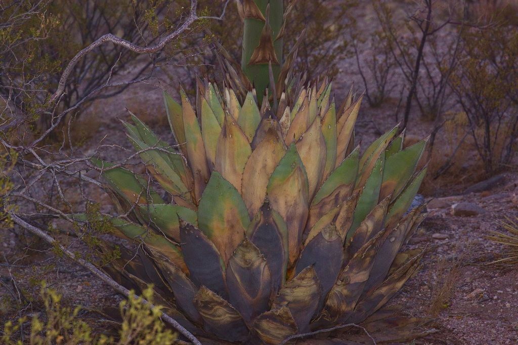 Parry's agave (Agave parryi)