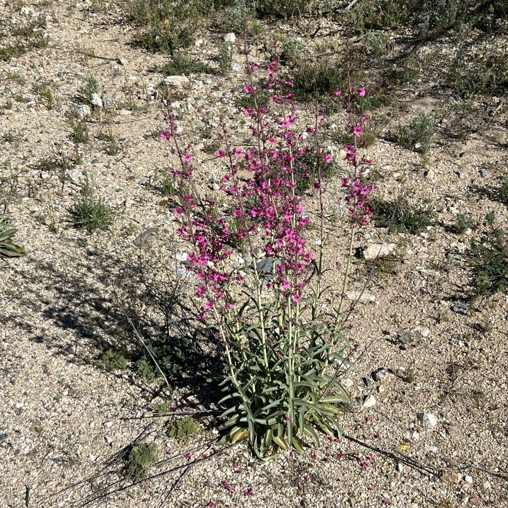 Parry's beardtongue (Penstemon parryi)