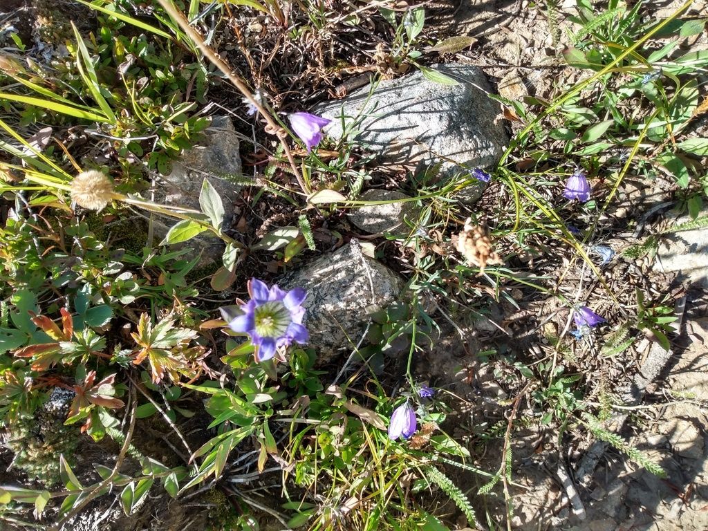 Parry's gentian (Gentiana parryi)