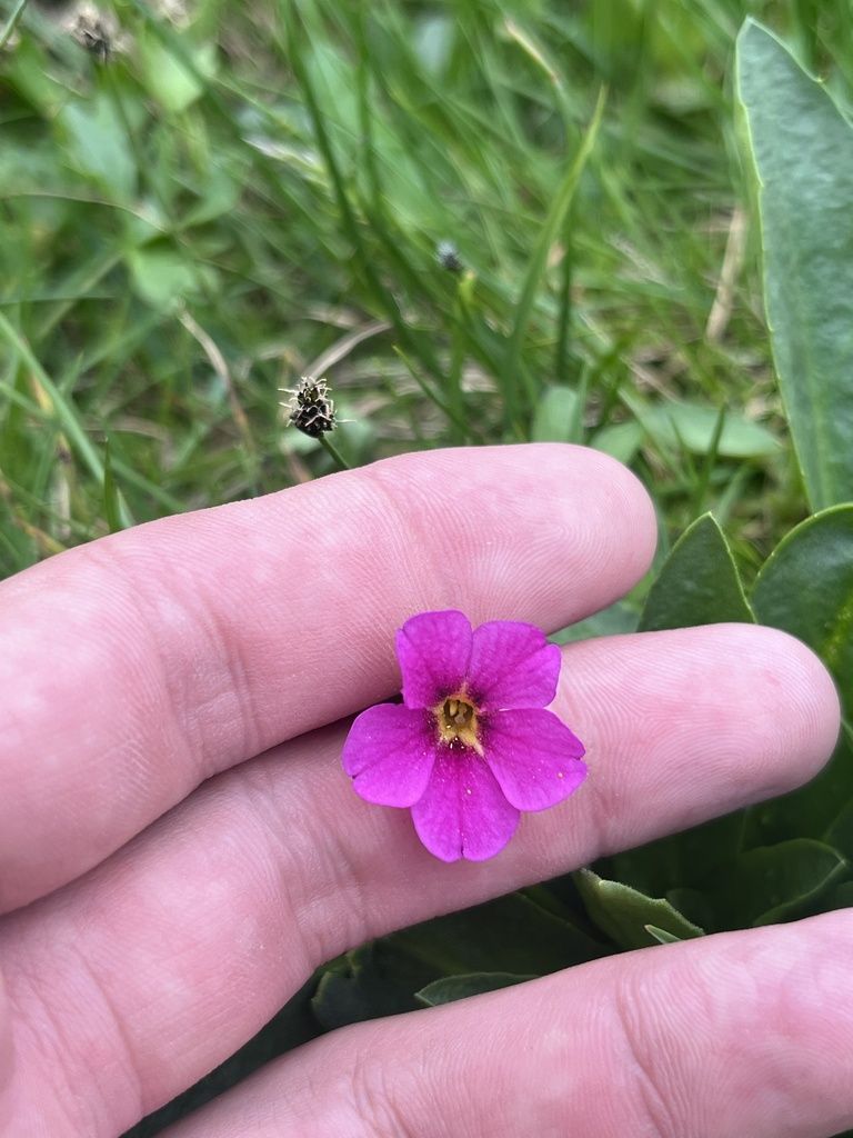 Parry's primrose (Primula parryi)