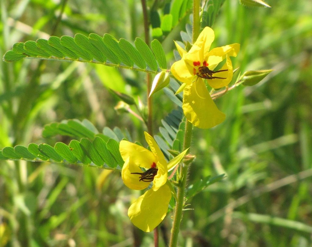 Partridge pea (Chamaecrista fasciculata)