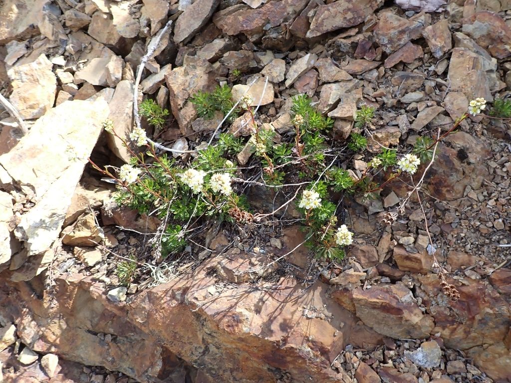 Partridgefoot (Luetkea pectinata)