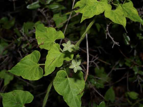 Pearl milkweed (Matelea reticulata)