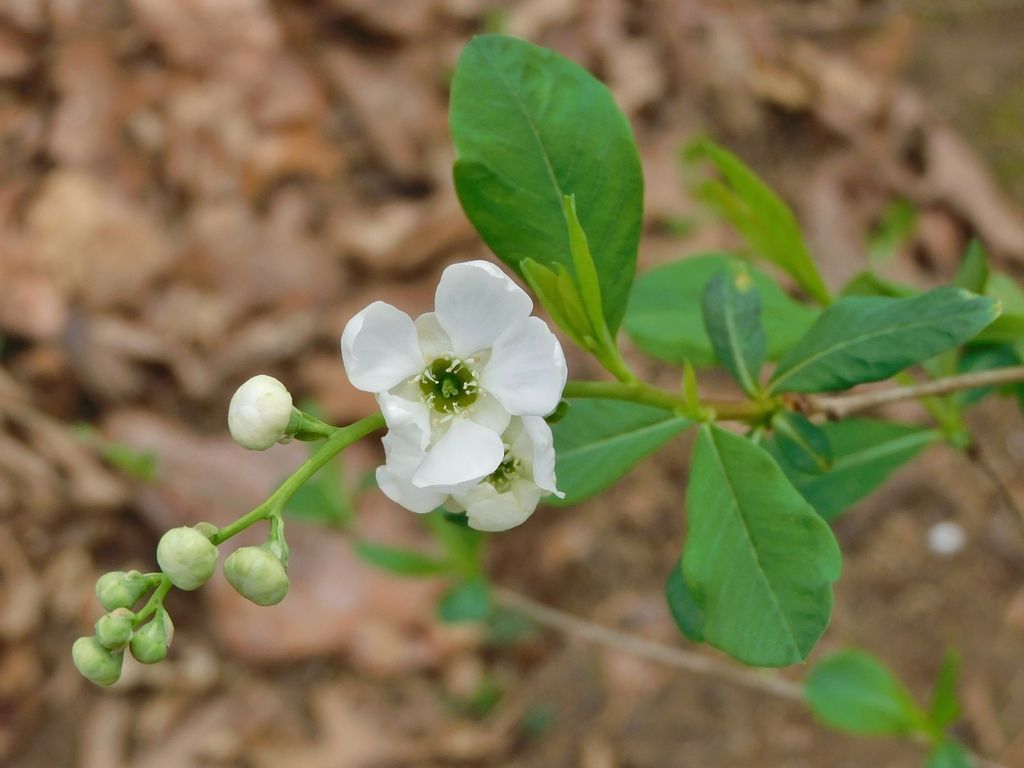 Pearlbush (Exochorda racemosa)