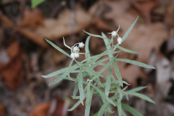 Pearly everlasting (Anaphalis margaritacea)