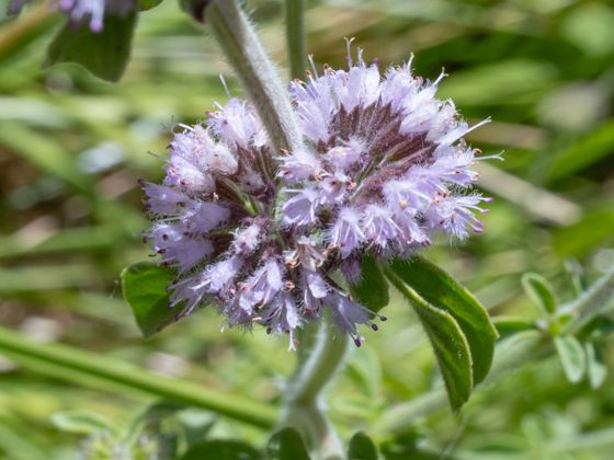Pennyroyal (Mentha pulegium)
