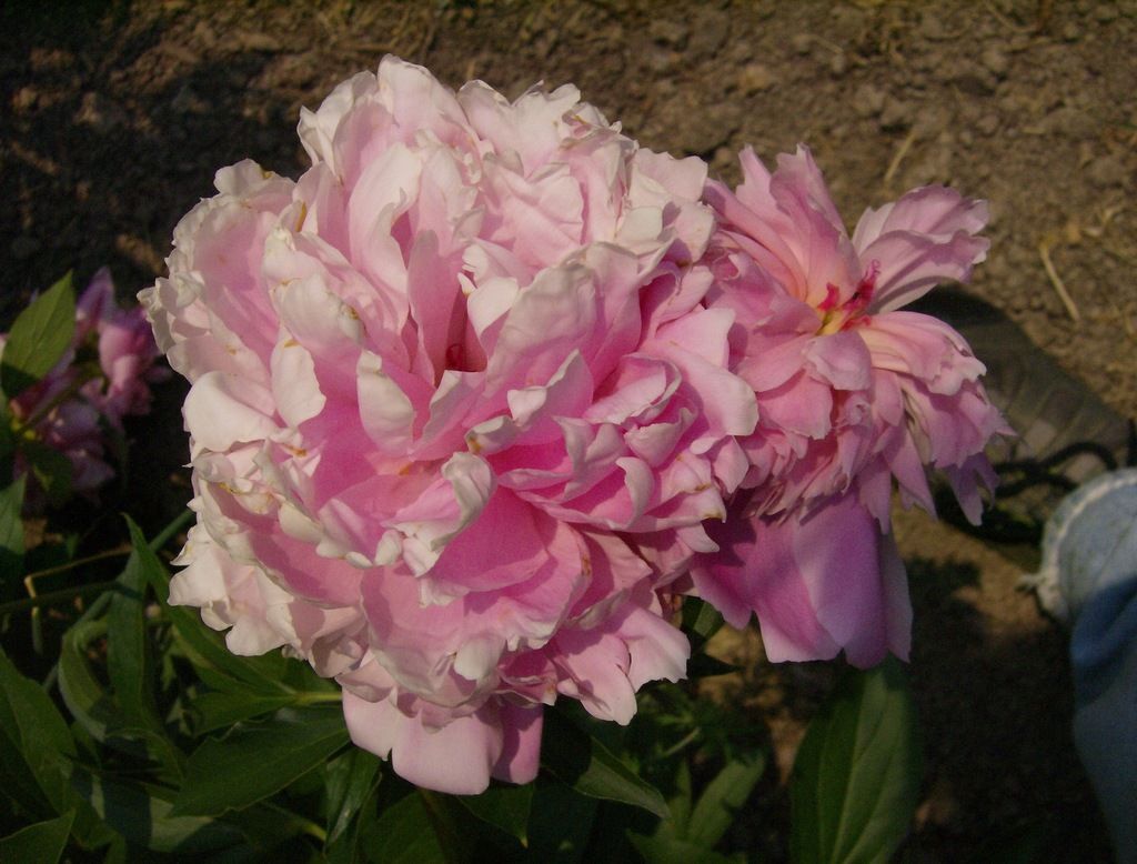 Peonies (Paeonia)