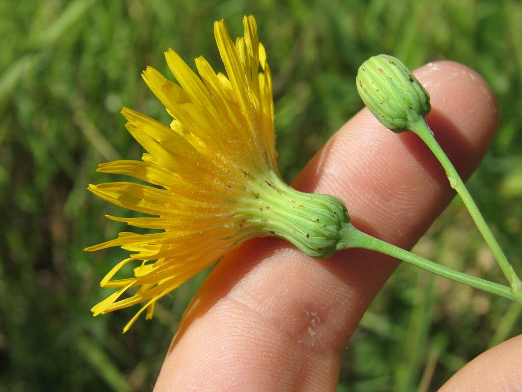 Perennial sow thistle (Sonchus arvensis)