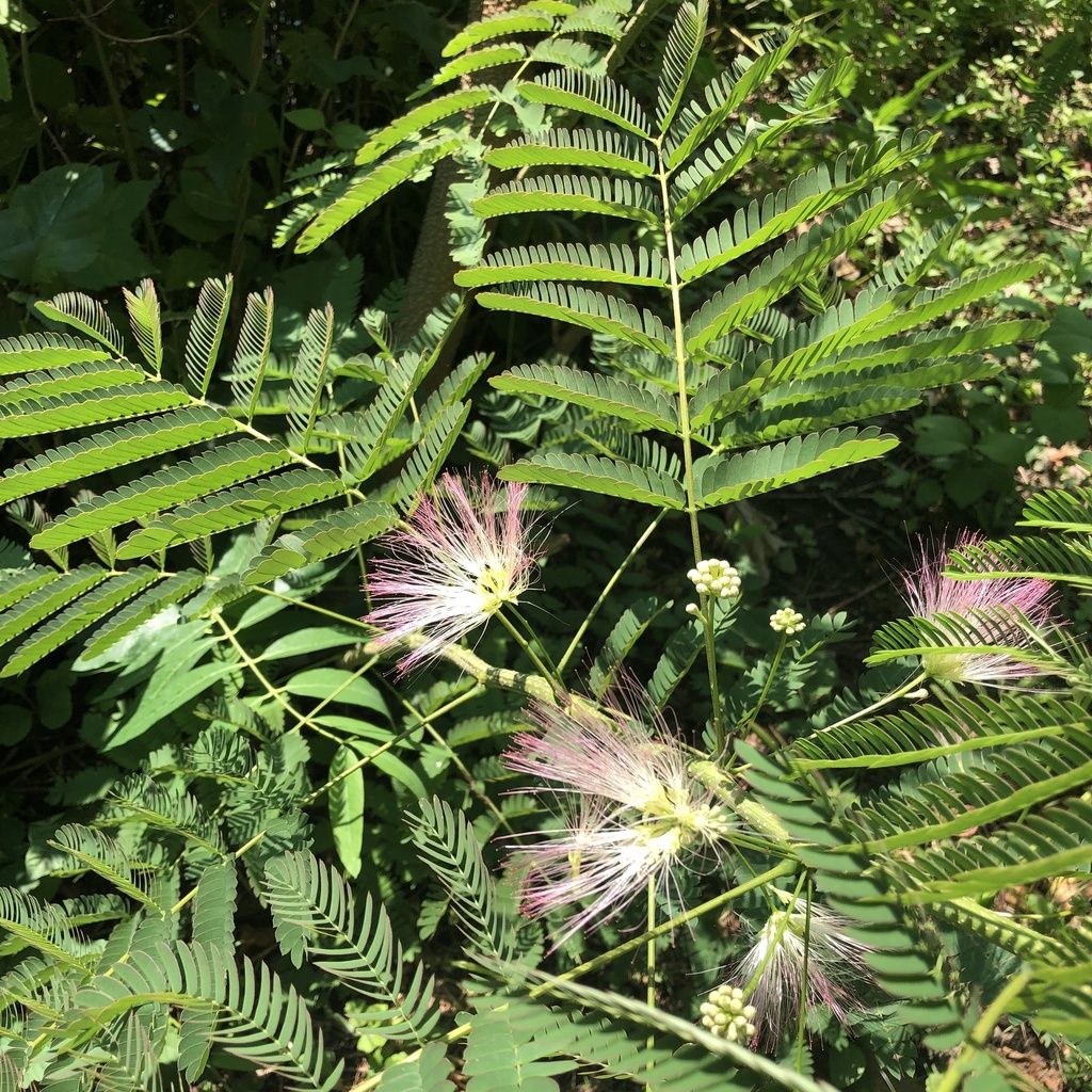 Persian silk tree (Albizia julibrissin)