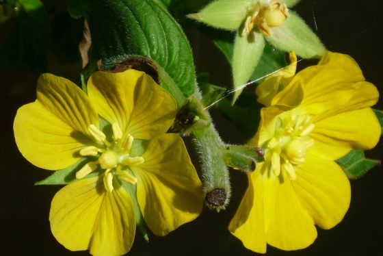 Peruvian primrose-willow (Ludwigia peruviana)