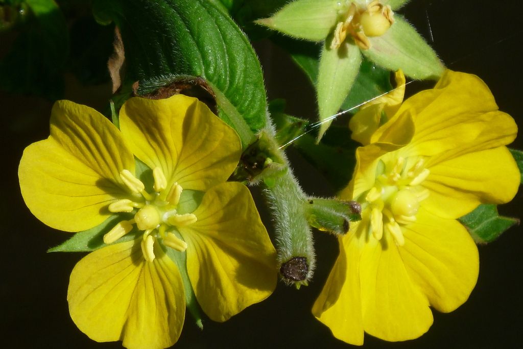 Peruvian primrose-willow (Ludwigia peruviana)