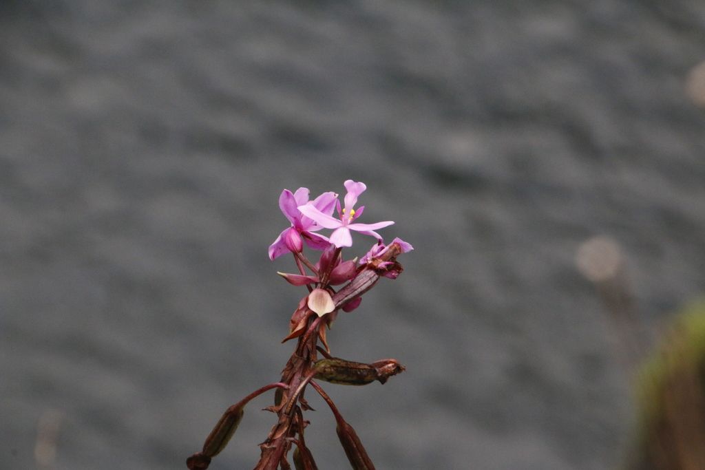 Philippine ground orchid (Spathoglottis plicata)