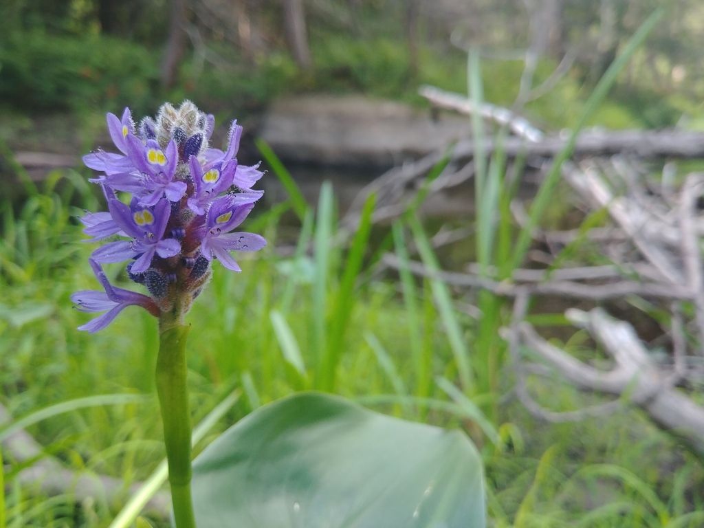 Pickerelweed (Pontederia cordata)