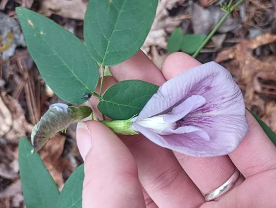 Pigeonwings (Clitoria mariana)