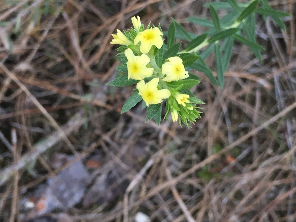 Pineland heliotrope (Euploca polyphylla)