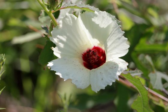 Pineland hibiscus (Sabdariffa aculeata)